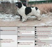 Превью фото № 180793