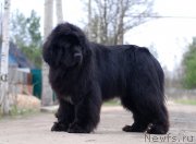 Превью фото № 180895