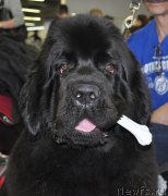 Превью фото № 180902