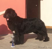 Превью фото № 180946