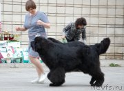 Превью фото № 180965