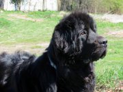 Превью фото № 181074