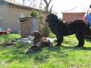 Превью фото № 181076