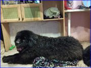 Превью фото № 181151