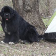 Превью фото № 181160