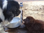 Превью фото № 181181