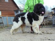 Превью фото № 181233