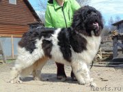 Превью фото № 181234