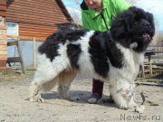 Превью фото № 181235