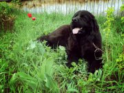 Превью фото № 181282