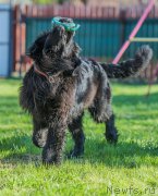 Превью фото № 181296