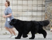 Превью фото № 181357