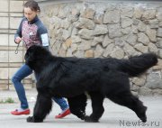 Превью фото № 181370