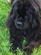 Превью фото № 181431