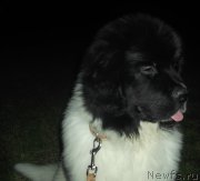 Превью фото № 181433