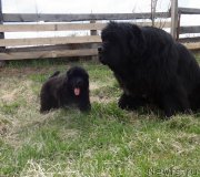 Превью фото № 181435