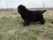 Превью фото № 181438