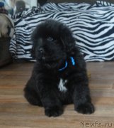 Превью фото № 181441