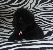 Превью фото № 181442