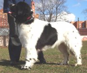 Превью фото № 181475