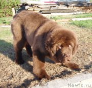 Превью фото № 181508