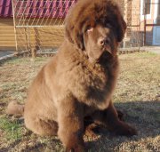 Превью фото № 181509