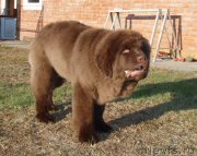 Превью фото № 181510