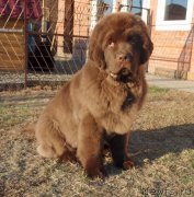 Превью фото № 181512