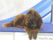 Превью фото № 181532