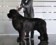 Превью фото № 181538