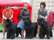 Превью фото № 181617