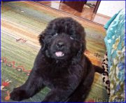 Превью фото № 181649