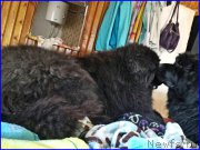 Превью фото № 181652