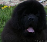 Превью фото № 181709