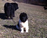 Превью фото № 181717