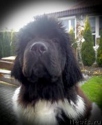 Превью фото № 181722