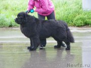 Превью фото № 181725