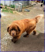 Превью фото № 181729