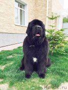 Превью фото № 181734