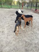 Превью фото № 181907