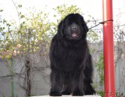 Превью фото № 181920