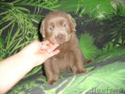 Превью фото № 181952