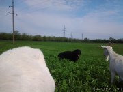 Превью фото № 182002