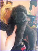 Превью фото № 182034