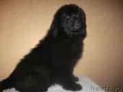 Превью фото № 182041