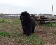 Превью фото № 182044