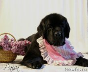 Превью фото № 182049