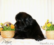 Превью фото № 182059