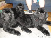 Превью фото № 182093