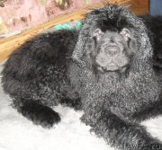 Превью фото № 182094